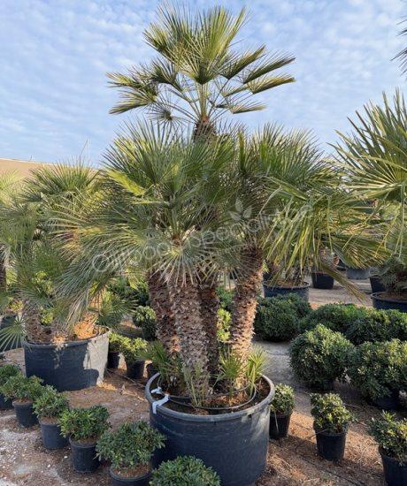 Chamaerops humilis - Europese dwergpalm meerstammig