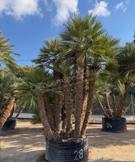 Chamaerops humilis - Europese dwergpalm meerstammig