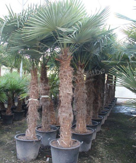 Trachycarpus fortunei | productinformatie | Winterharde palmboom | Palmboom Specialist