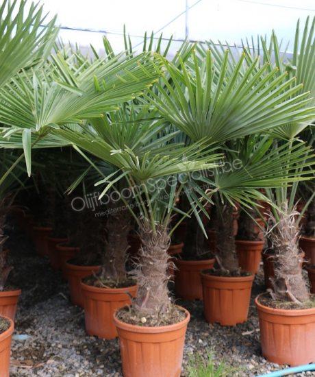 Samengroeiing Detective kast Trachycarpus fortunei | Palmboom productinformatie | Winterharde palmboom |  Palmboom Specialist