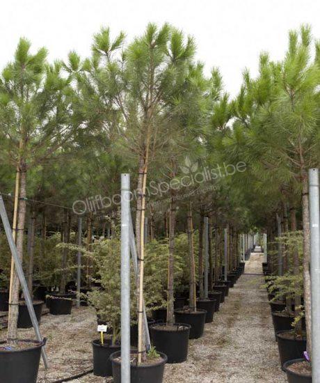 Pinus pinea heeft een stamhoogte van 200cm met lichtgroen bladen