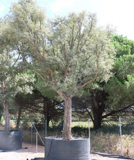 Quercus suber (Kurkeik) met een stamhoogte van 180cm en een wintergroen kleur