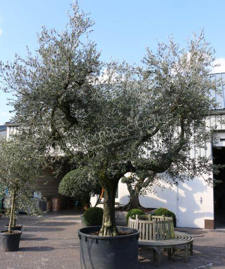 Forma Toscana olijfbomen kopen in pot