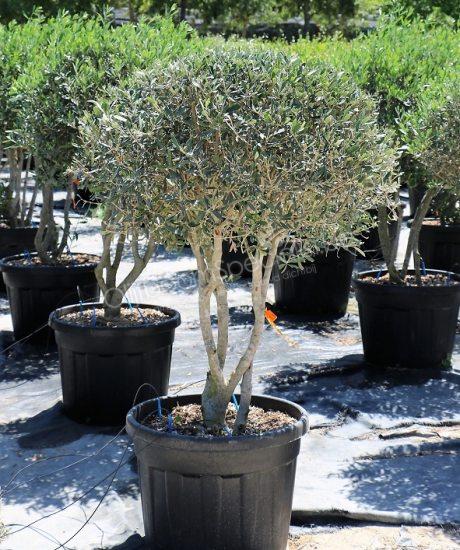 Italiaanse meerstammige olijfboom kopen in pot