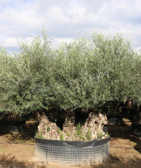 Olijfboom bonsai kopen met 3 stammen 