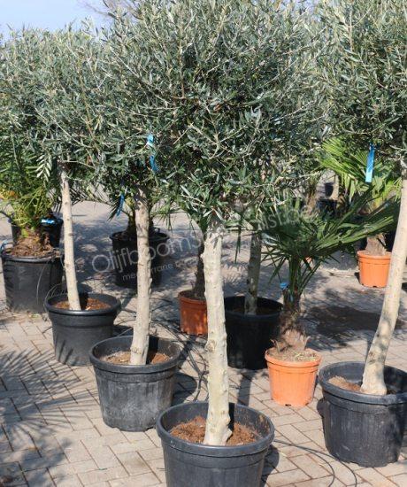 Olijfboom | Olijfboom productinformatie | Winterharde olijfboom