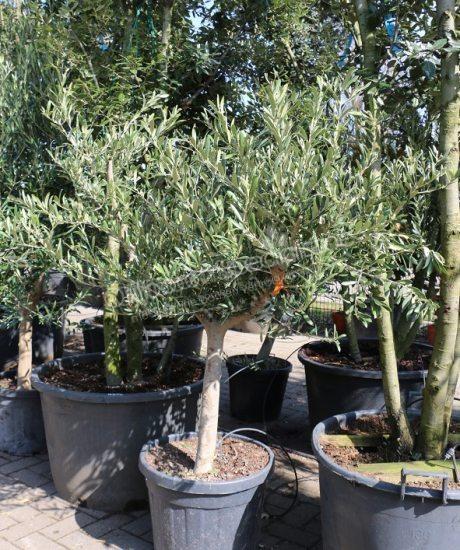 Ollijfboom kopen met een lage stam
