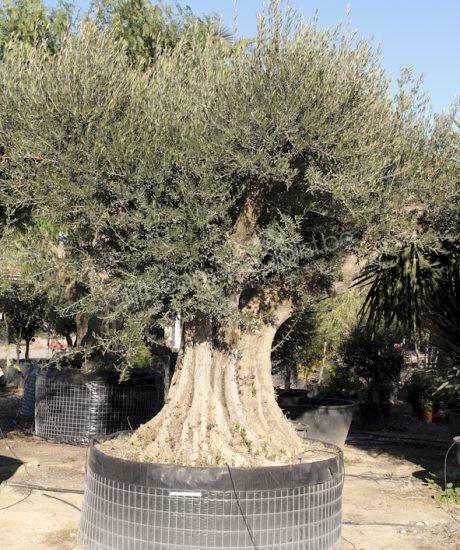 Olijfboom regional uit Pyreneeën zonder pot met een stamomtrek van 200 tot 220cm