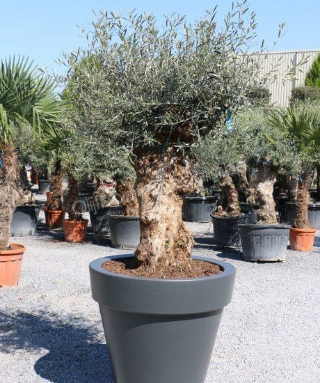 Dag stoomboot rechtbank Bonsai olijfboom 80/100cm stamomtrek laag vertakt in antracietkleurige Elho  pot (DxH) 100x90cm | Aanbiedingen productinformatie | aanbiedingen |  Olijfboom Specialist