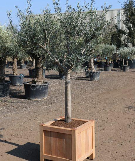 informeel verrassing vredig Olijfboom 20/30cm stamomtrek hoog vertakt in hardhouten plantenbak  60x60x60cm | Aanbiedingen productinformatie | aanbiedingen | Olijfboom  Specialist